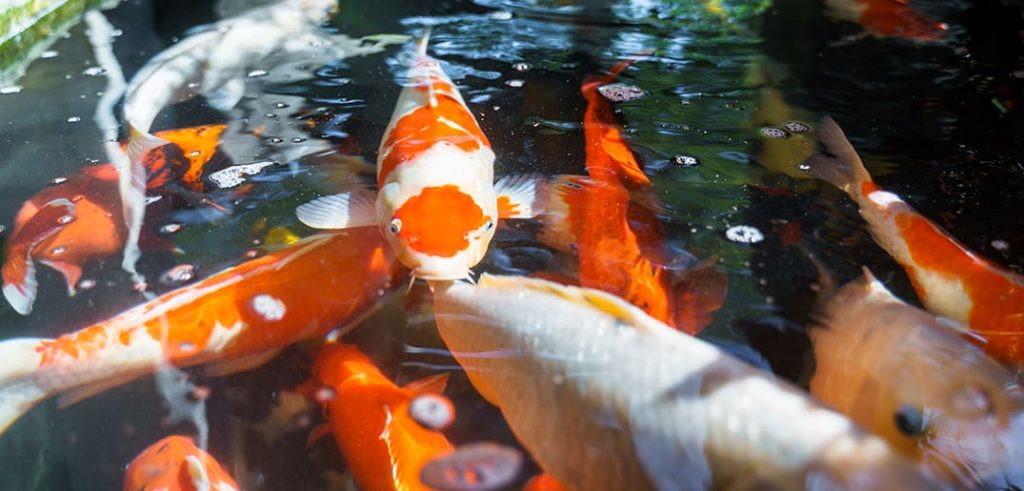 Top Tips For Breeding Koi Fish Everything Koi