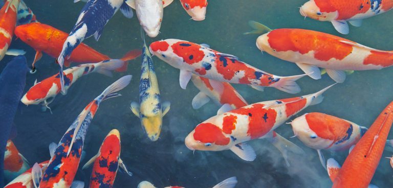 Top Tips For Keeping Your Koi Fish Pond Water Clean | Everything Koi