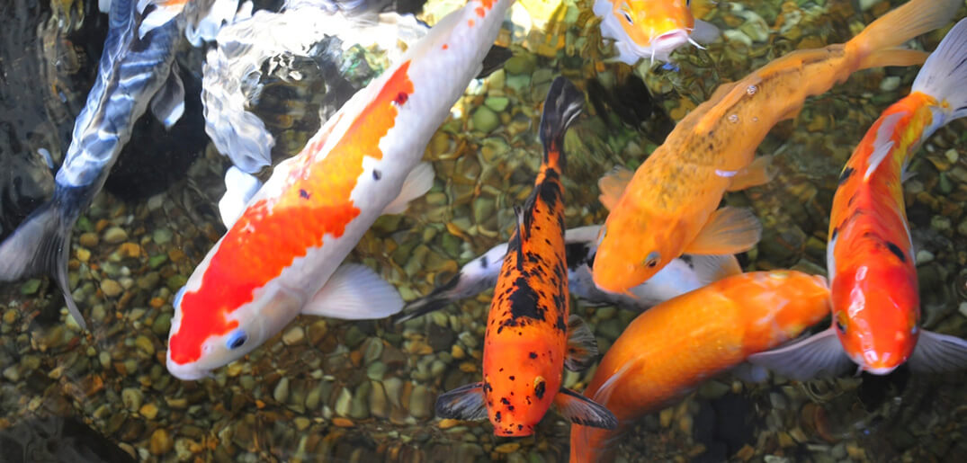 What-Are-The-Most-Popular-Koi-Colors.jpg