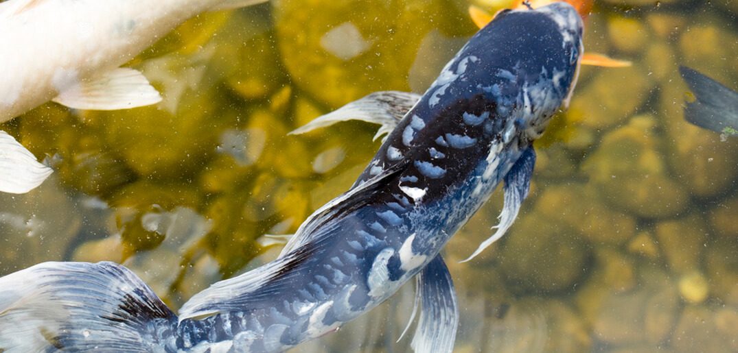 Black Koi Doesn t Mean Bad Luck Everything Koi