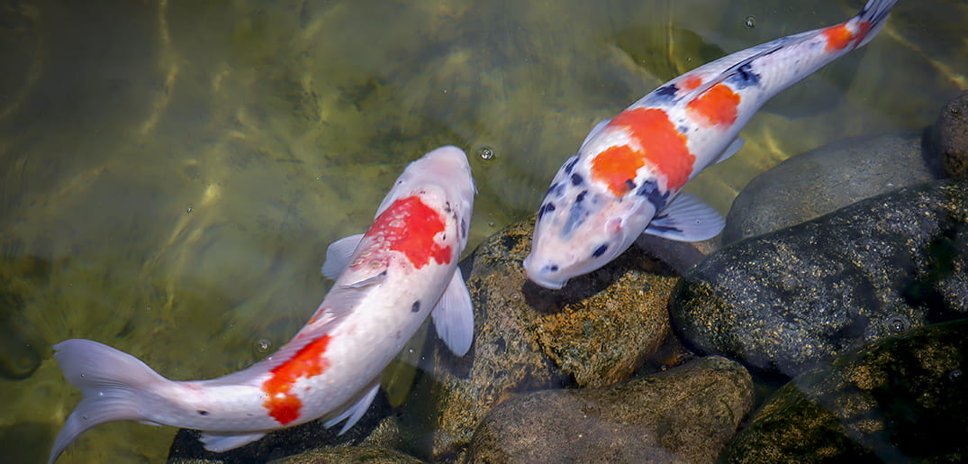 What-You-Need-To-Know-About-Koi-Ownership