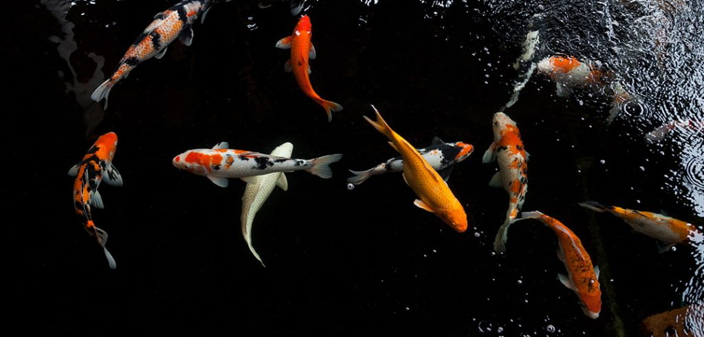 Deciding How Many Koi Fish To Put Into Your Pond? | Everything Koi