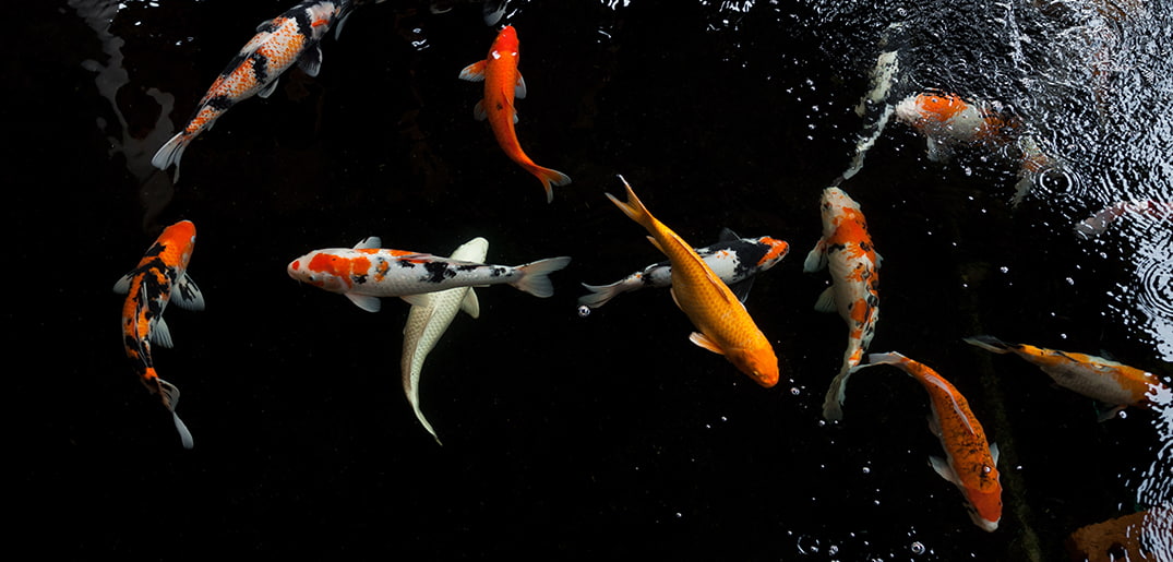 Deciding-How-Many-Koi-Fish-To-Put-Into-Your-Pond