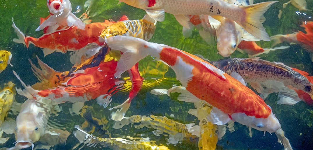 Top-Reasons-Why-Some-Koi-Breeds-Are-So-Expensive
