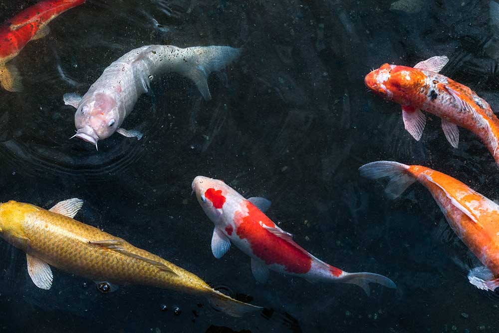 How Long Can Koi Go Without Food?