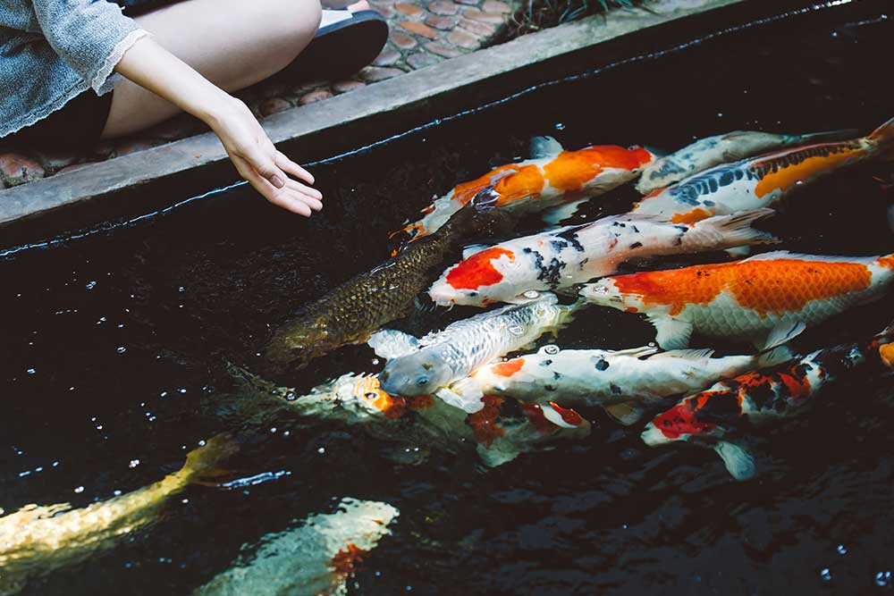 How Long Can Koi Go Without Food?