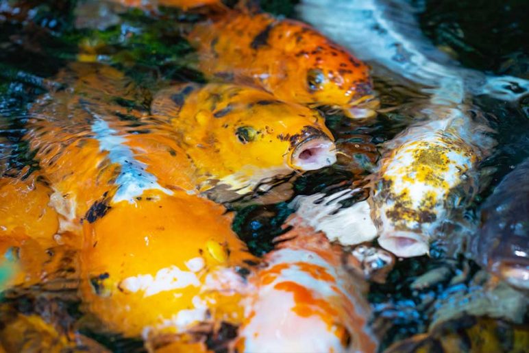 How Often Do Koi Fish Need To Be Fed Everything Koi how-often-do-koi-fish-need-to-be-fed-everything-koi