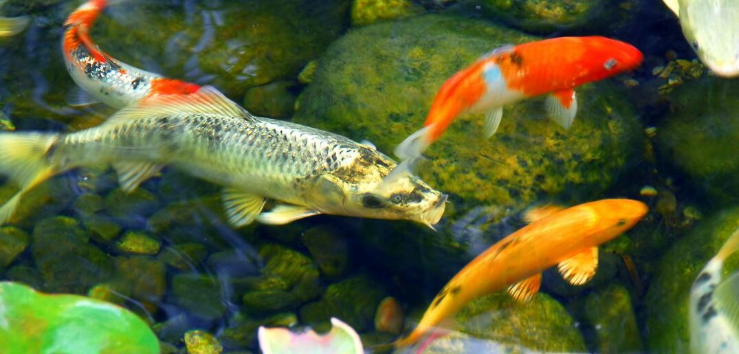 How Microbe Lift Can Benefit Your Koi Pond