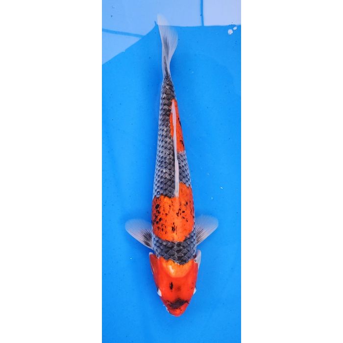 15" Japanese Imported Goshiki QT1304