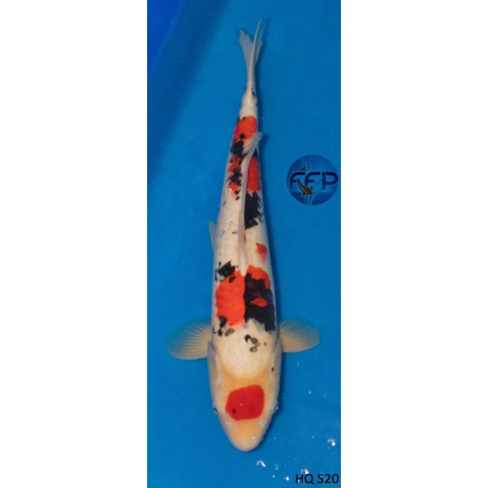 20 High Quality Imported Tancho Sanke Live Koi Fish Hq5