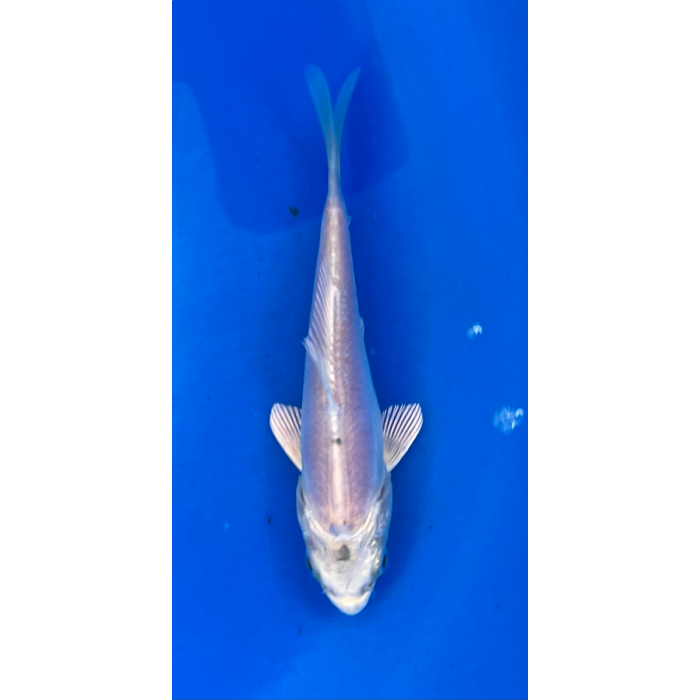 6” Japanese Imported Doitsu Platinum EK1908