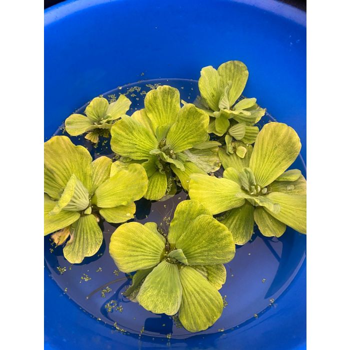 Water Lettuce, Bundle of 6