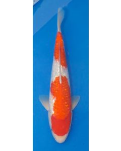 16" Japanese Imported Ginrin Kohaku Live Koi Fish- MH01
