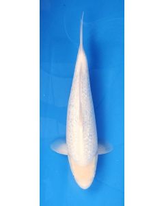 17" Japanese Imported White Diamond - QT07-09