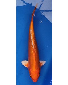 13" Japanese Imported Doitsu Benigoi - QT13-65