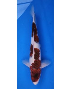 14" Japanese Imported Goromo - QT13-121
