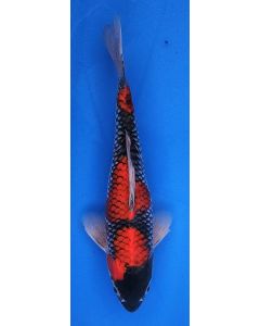 12" Japanese Imported Goshiki - QT13-122