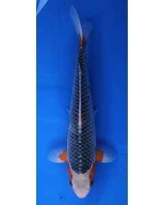 13" Japanese Imported Asagi - QT13-129