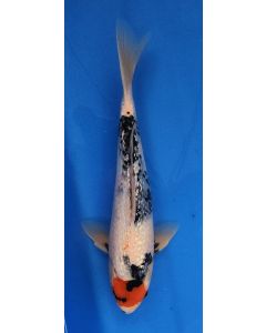 16" Japanese Imported Ginrin Tancho Showa - QT11-32