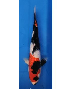19" Japanese Imported Ginrin Showa - QT11-33