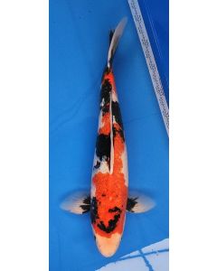 19" Japanese Imported Ginrin Showa - QT11-36