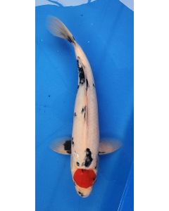 18" Japanese Imported Tancho Showa - QT11-39