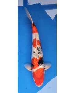 19" Japanese Imported Ginrin Showa - QT11-40