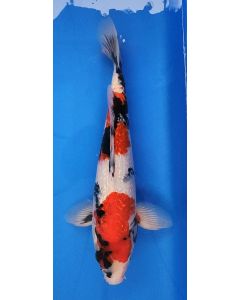17" Japanese Imported Ginrin Showa - QT11-42
