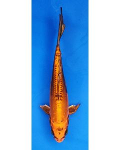 8" Japanese Imported Butterfly Kin Matstuba - QT19-132