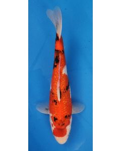 13" Japanese Imported Ginrin Tancho Showa - QT5-84