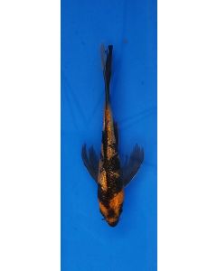 8" Japanese Imported Butterfly Hi Utsuri - QT15-60