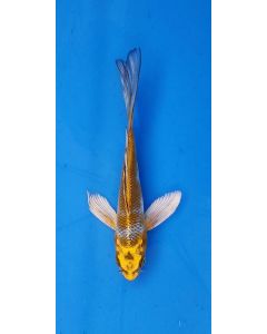 8" Japanese Imported Butterfly Hariwake - QT15-77