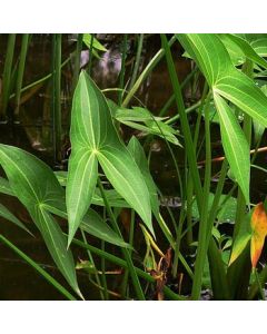 Arrowhead Pond Plant - Sagittaria Latifolia