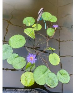 Dir. Moore - Tropical Water Lily