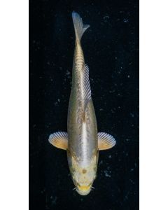 11” Japanese Imported Ki Kikokuryu Live Koi Fish - IK17