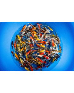 Lot of 3, 5-6" Live Japanese Imported Butterfly Koi 