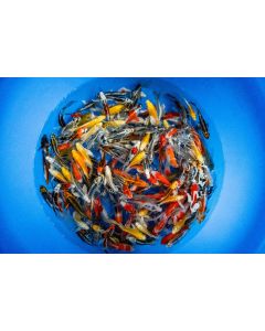 Lot of 15, 5-6" Live Japanese Imported Butterfly Koi