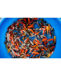 Lot of 3, 4-5" Japanese Imported Live Koi Fish