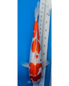 20" Japanese Imported Doitsu Kohaku - ICF6-13