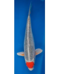17" Japanese Imported Tancho Kujaku - ICF1-02