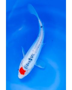 12” Japanese Imported Tancho Shusui Live Koi Fish - MS40