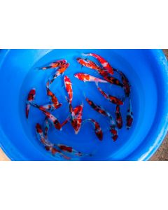 Lot of 3, 6-8" Japanese Imported Live Koi Fish