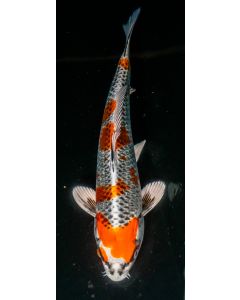 13” Japanese Imported Kujaku Live Koi Fish - W10