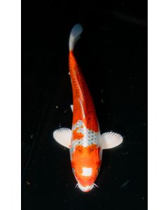 10” Japanese Imported Kujaku Live Koi Fish - W11