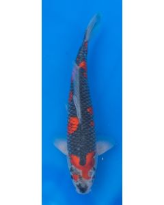 19" Japanese Imported Koi Goshiki - QT02-15