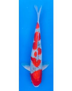 14" Japanese Imported Koi Goshiki - QT02-16
