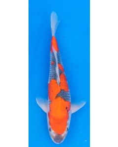 16" Japanese Imported Koi Goshiki - QT02-22