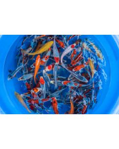 (NEW) Pond Pack of 3, 6-8" High Quality Japanese Imported Koi