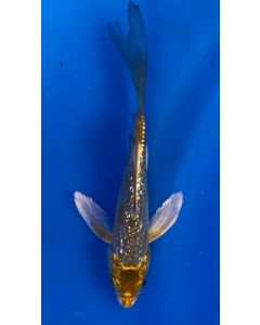 5" Japanese Imported Butterfly Koi Ginrin Hariwake - QT8-63