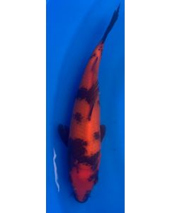 10" Japanese Imported Koi Hi Utsuri - QT7-24